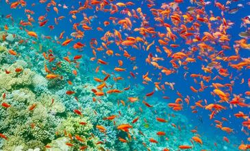 Ankara Çıkışlı Sharm El Sheikh Turu 7 Gece 8 Gün