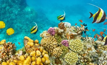 Ankara Çıkışlı Sharm El Sheikh Turu 7 Gece 8 Gün